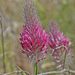 Purple Clover - Photo (c) Γιώργος Παντάκης, some rights reserved (CC BY-NC), uploaded by Γιώργος Παντάκης