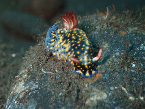 Painted Hypselodoris