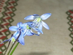 Scilla
