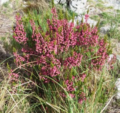 Erica tegulifolia