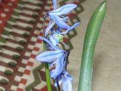 Scilla