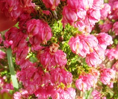 Erica tegulifolia