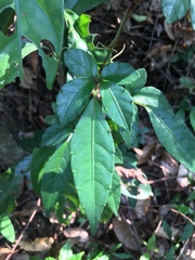 Causonis corniculata