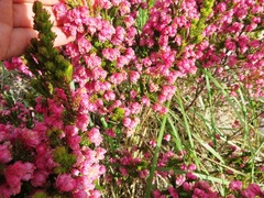 Erica tegulifolia