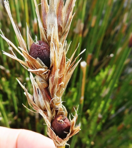 Image of Ceratocaryum persistens by (c) linkie, some rights reserved (CC BY)