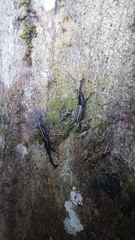 Claeoderes radulirostris mexicanus