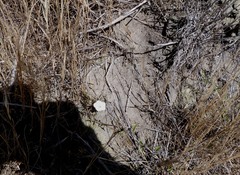 Convolvulus waitaha