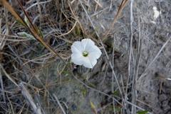 Convolvulus waitaha