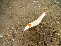 Hypselodoris whitei