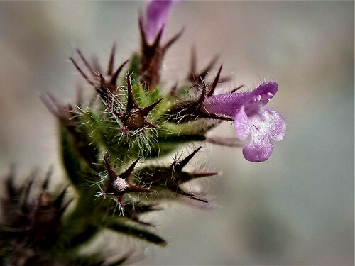 Acropolis Whitweed (Micromeria acropolitana)