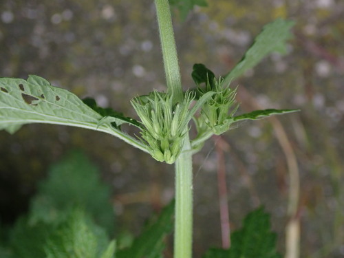 balota čierna pravá (Ballota nigra nigra)