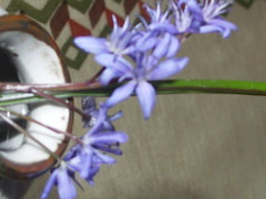 Scilla