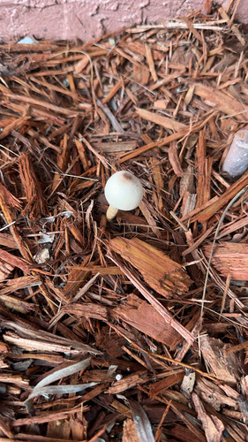 Leucocoprinus image
