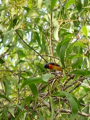 Pericrocotus cinnamomeus
