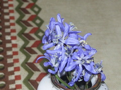 Scilla