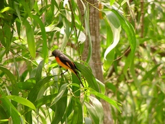 Pericrocotus cinnamomeus