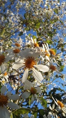 Montanoa grandiflora