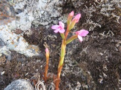 Disa vaginata