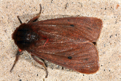 Phragmatobia assimilans