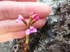 Disa vaginata