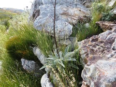 Hermas gigantea