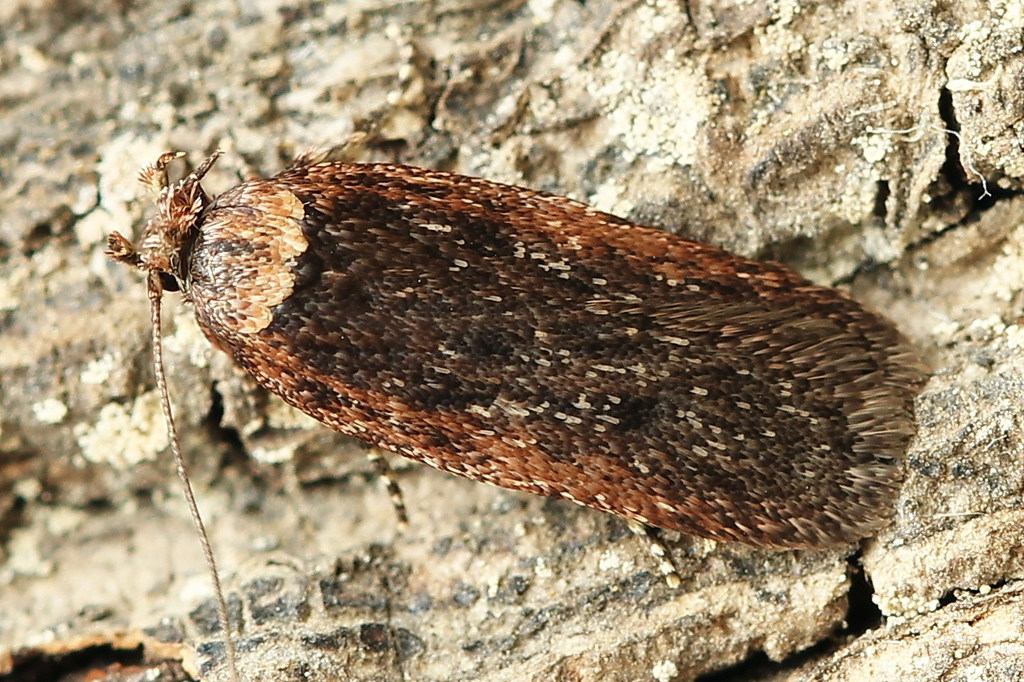 Depressaria pimpinellae