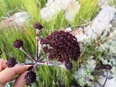 Hermas gigantea