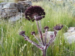 Hermas gigantea