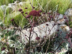 Hermas gigantea