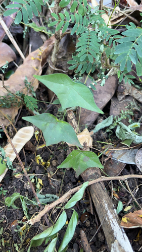 Passiflora suberosa observed 2023-06-08