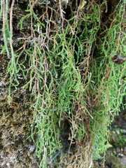 Selaginella oregana