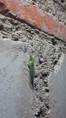 Zeugomantispa minuta