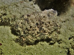 Euxanthus exsculptus