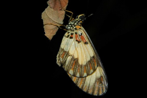 Acraea viviana