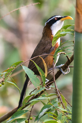 Pomatorhinus schisticeps