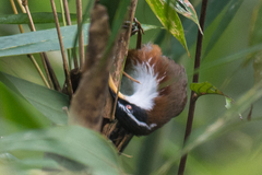 Pomatorhinus schisticeps