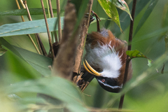 Pomatorhinus schisticeps