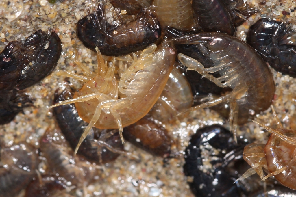 Gammarus aequicauda