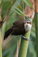 Pomatorhinus schisticeps