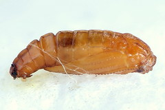 Elachista bisulcella