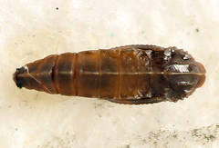 Elachista bisulcella