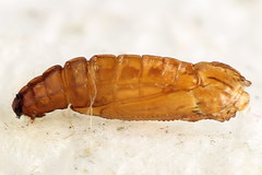 Elachista bisulcella