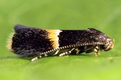 Elachista bisulcella
