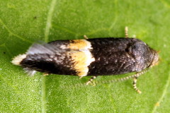 Elachista bisulcella