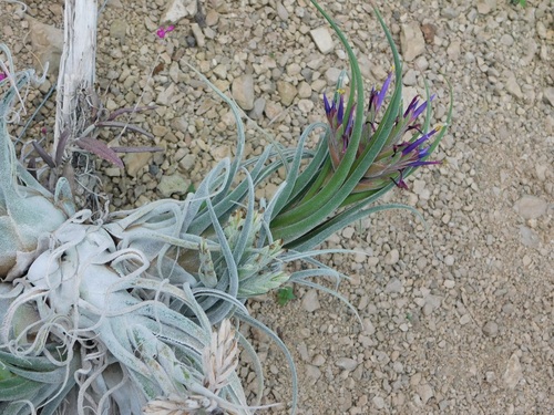 Tillandsia seleriana, photograph 6