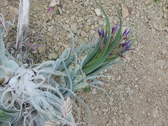 Tillandsia seleriana, photograph (c) Neptalí Ramírez Marcial, some rights reserved (CC BY)