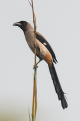 Grey Treepie photo 6