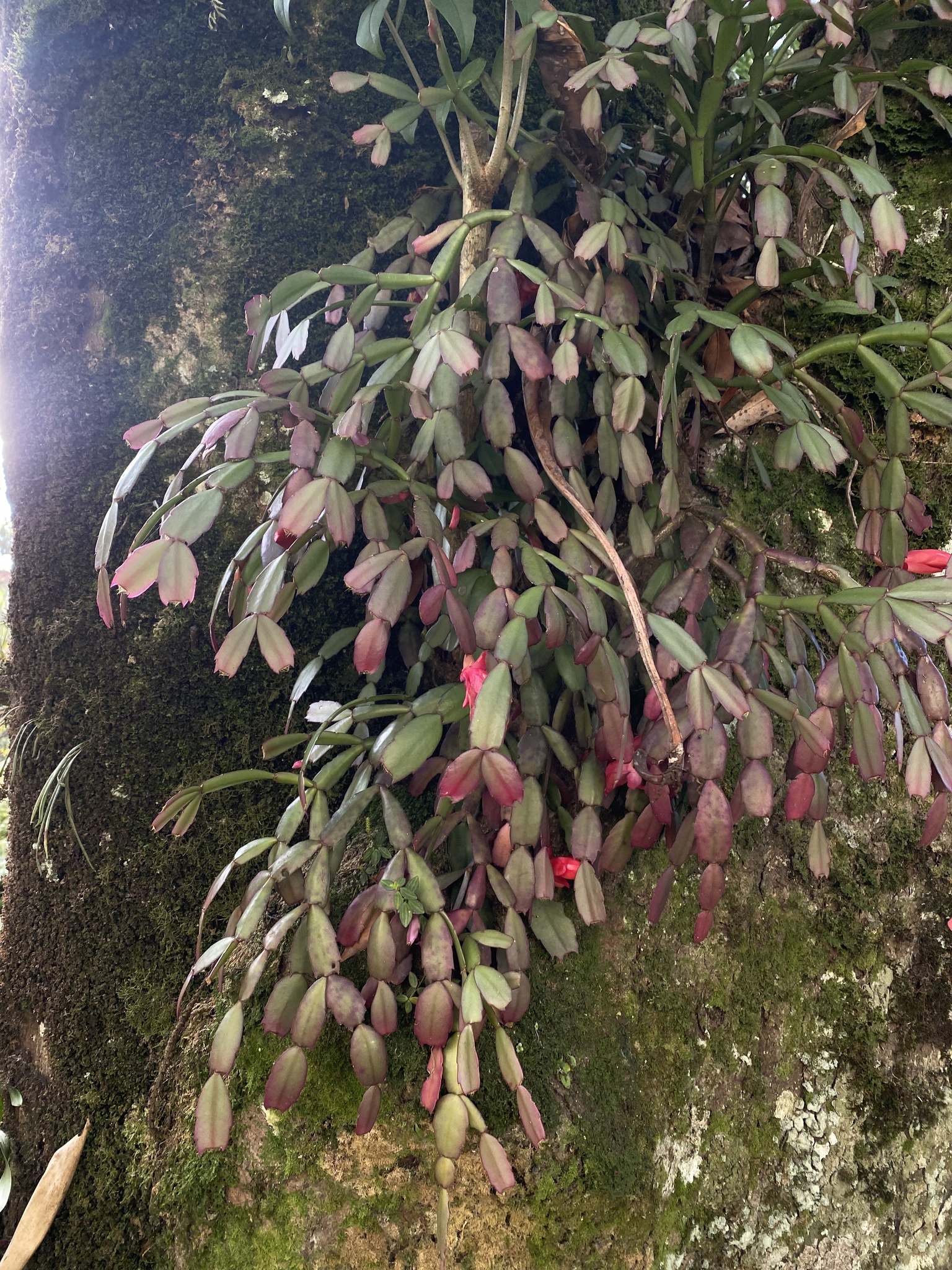 Imagem de Flor-de-maio