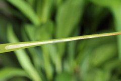 Elachista bisulcella
