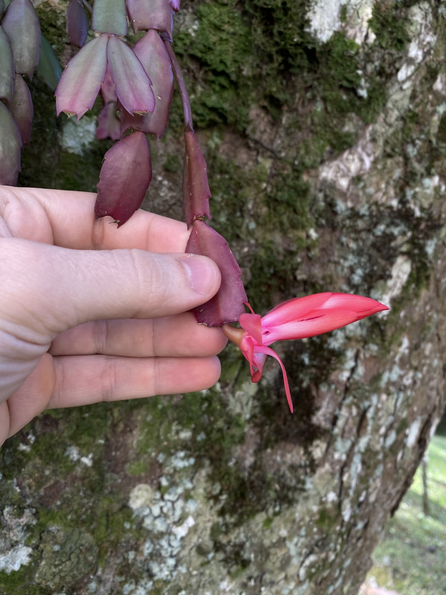 Imagem de Flor-de-maio